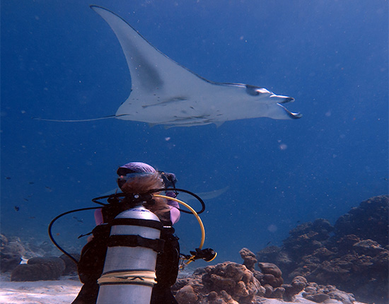 Beginner diving course
