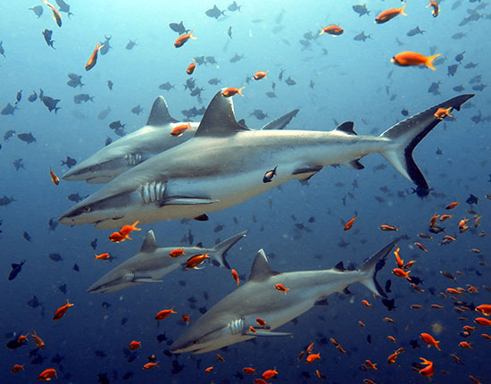 Madivaru diving