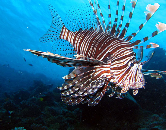 Rasdhoo Atoll
