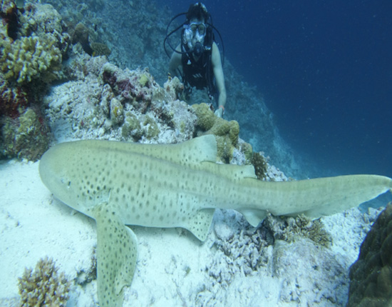 shark diving maldives